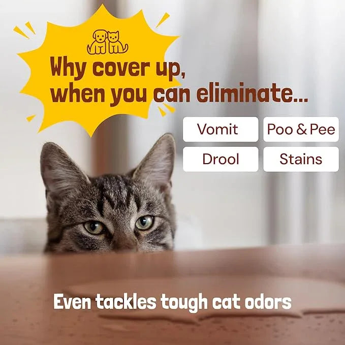 Sunny & Honey Pet Stain Remover & Enzyme Cleaner - 32 Fl Oz, Fall Spice - Carpet Deodorizer & Urine Odor Eliminator for Dog Pee, Cat Urine, Upholstery & Furniture - NeatNest