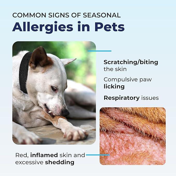 Vetnique Dermabliss Hot Spot Treatment for Dogs - Antiseptic Medicated Chlorhexidine Spray - Vet Recommended for Skin Infections, Hot Spots & Irritation (Hot Spot Spray, 8oz) - NeatNest