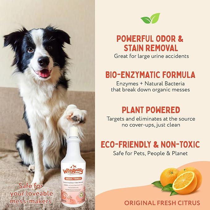 Wee Away Original Formula Concentrated Stain & Odor Remover, Enzyme Cleaner, Pet Urine Odor Eliminator for Home - Pet Mess Destroyer for Carpet & Furniture, Original Citrus Scent, 32 fl oz - NeatNest